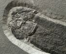 Rare Devonian Lungfish (Dipterus) - Scotland #5967-4